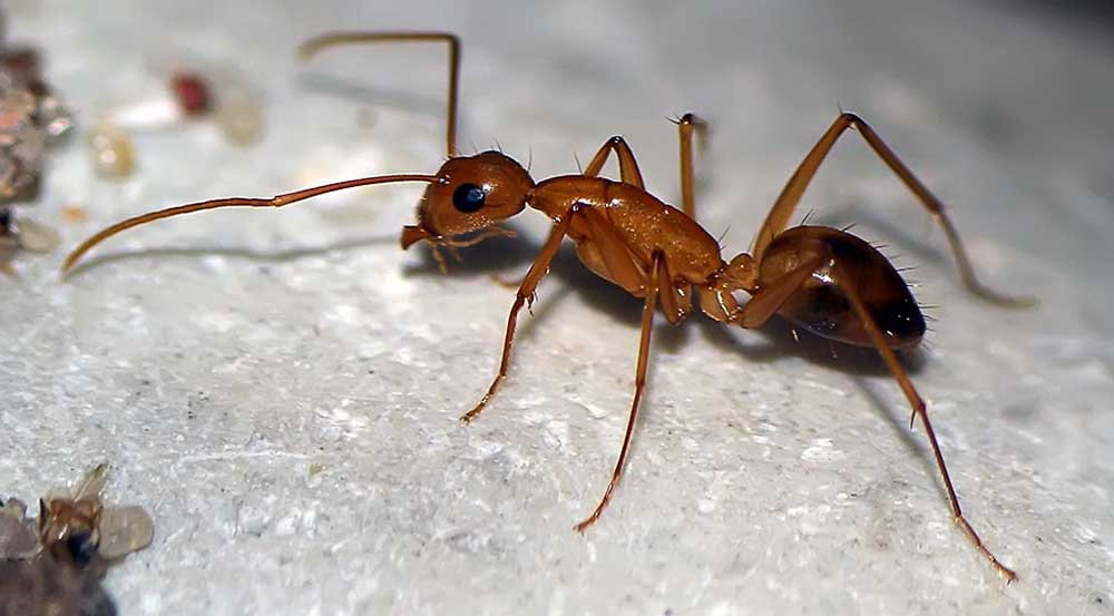 Профилактика против муравьев