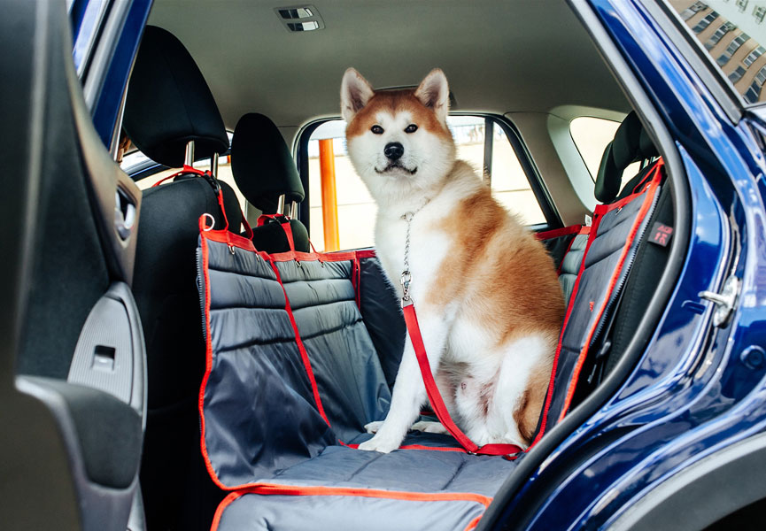 Перевозка собаки в машине