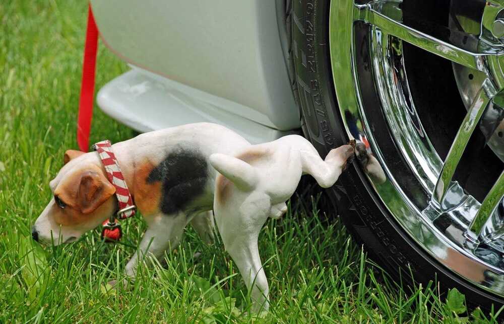 Маленькая собака метит колесо машины