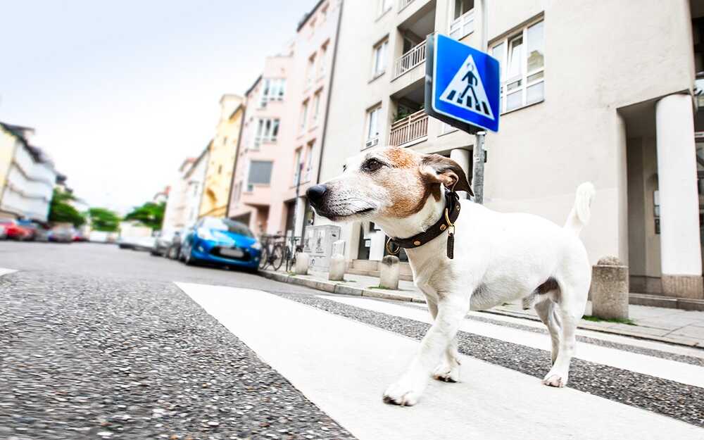 Собака идет по пешеходному переходу