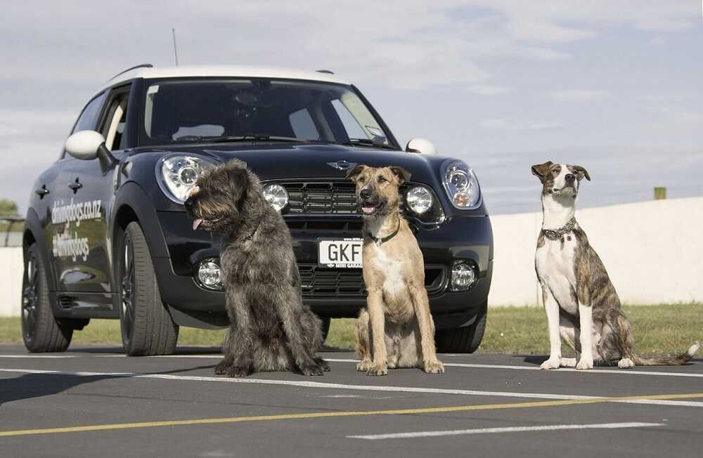 Три собаки перед черной машиной